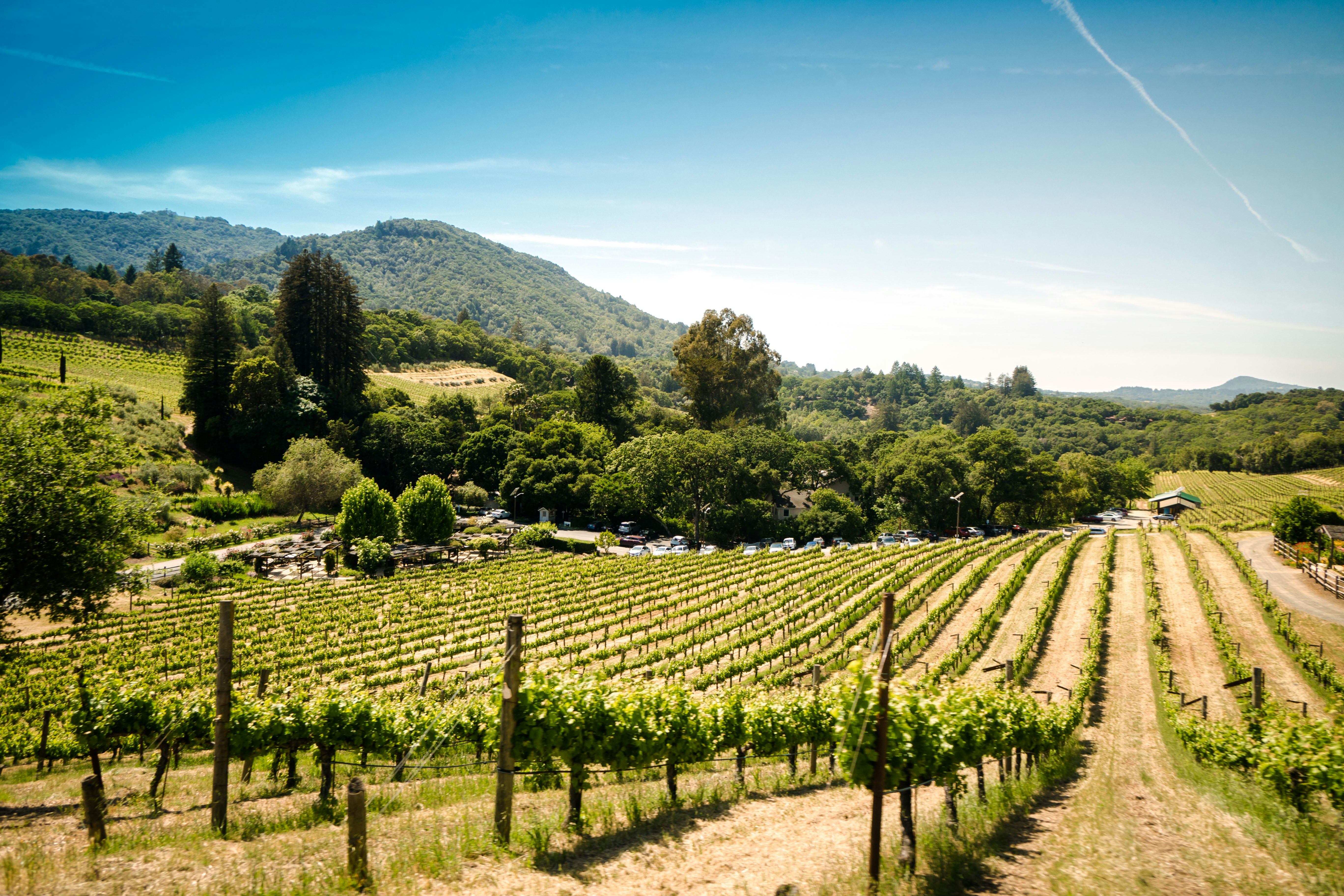 Vineyard landscape